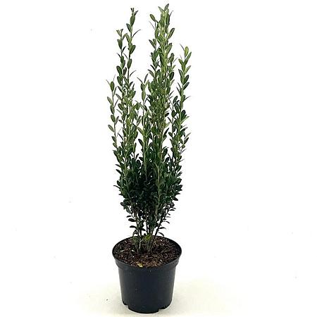 Ilex crenata 'Fastigiata' Pot 3 Liter 30 - 40 cm
