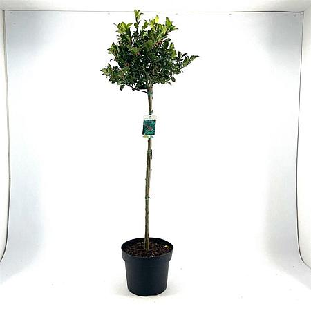 Ilex meserv. Blue Maid Pot 10 liter Stam 80 cm