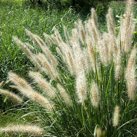 Pennisetum alopecuroides Pot 9 cm