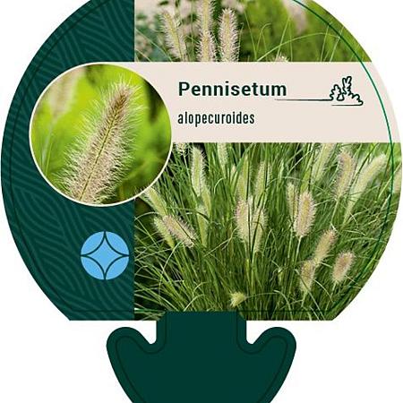 Pennisetum alopecuroides Pot 9 cm