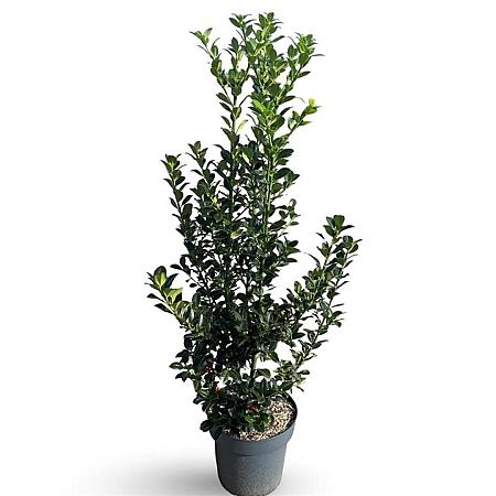 Ilex meserv. Heckenfee Pot 12 liter 80 - 100 cm
