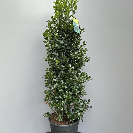 Ilex meserv. Heckenfee Pot 18 liter 100 - 125 cm