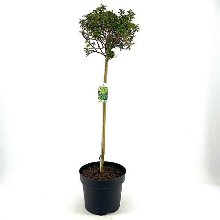Ilex meserv. Little Rascal Pot 10 liter Stam 80 cm