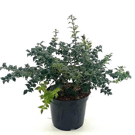 Ilex pernyi 'Compacta' Pot 3 Liter 30 - 40 cm