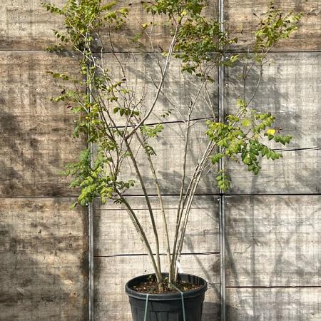 Koelreuteria paniculata Pot 130 liter 200 - 250 cm Meerstammig