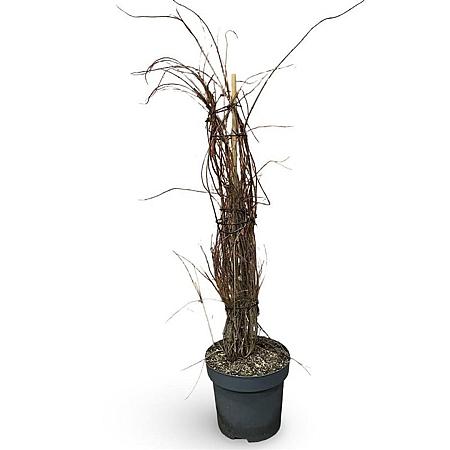 Kolkwitzia amabilis 'Pink Cloud' Pot 12 liter 80 - 100 cm