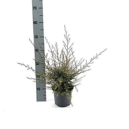 Leptospermum scop. 'Snow Flurry' Pot 2 liter 25-30cm