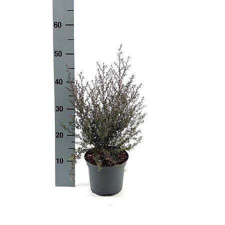 Leptospermum scop. 'Winter Cheer' Pot 2 liter 25-30cm