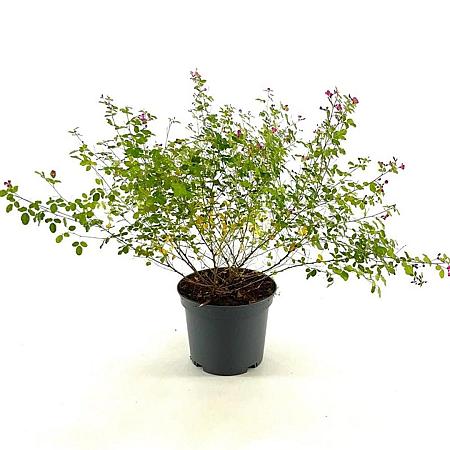 Lespedeza bicolor 'Yakushima' Pot 3 Liter 30 - 40 cm