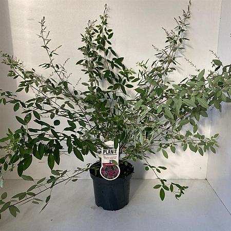Lespedeza thunbergii Pot 3 Liter 30 - 40 cm