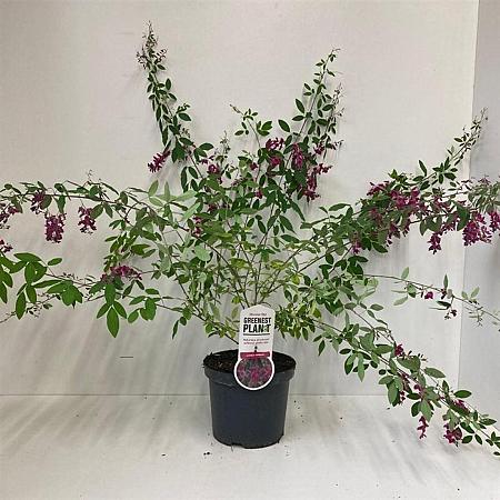 Lespedeza thunbergii Pot 3 Liter 30 - 40 cm