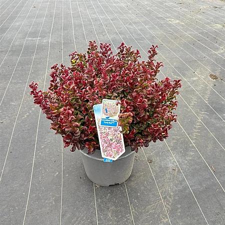 Leucothoe axillaris 'Curly Red' Pot 15 liter 40 - 50 cm