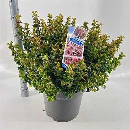 Leucothoe axillaris 'Curly Red' Pot 15 liter 40 - 50 cm
