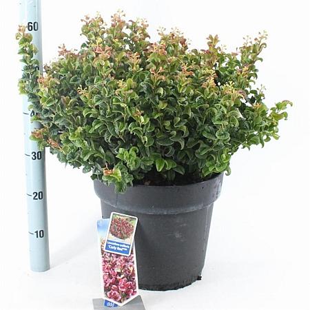 Leucothoe axillaris 'Curly Red' Pot 15 liter 40 - 50 cm