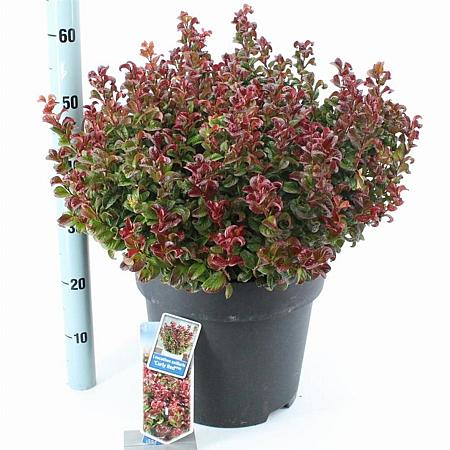 Leucothoe axillaris 'Curly Red' Pot 15 liter 40 - 50 cm