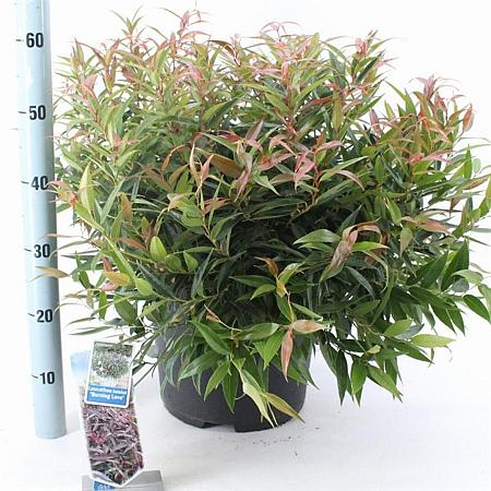 Leucothoe keiskei Burning Love Pot 15 liter 40 - 50 cm