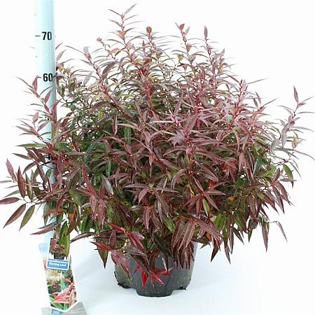 Leucothoe keiskei Burning Love Pot 15 liter 40 - 50 cm