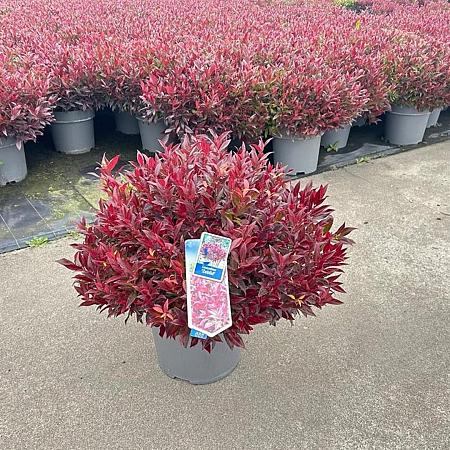 Leucothoe Scarletta Pot 15 liter 40 - 50 cm