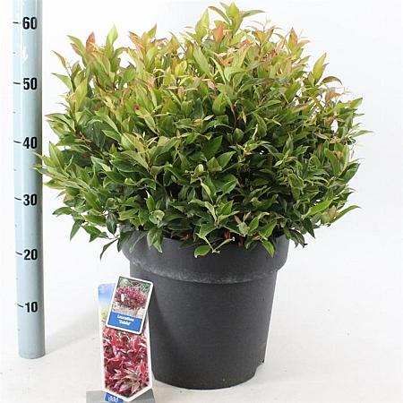 Leucothoe Scarletta Pot 15 liter 40 - 50 cm