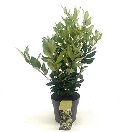 Ligustrum lucidum Pot 2 Liter30 - 40 cm