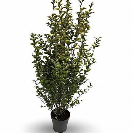 Ligustrum oval. 'Aureum' Pot 12 liter 100 - 125 cm