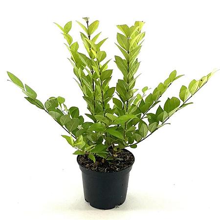 Ligustrum 'Vicaryi' Pot 2 Liter30 - 40 cm