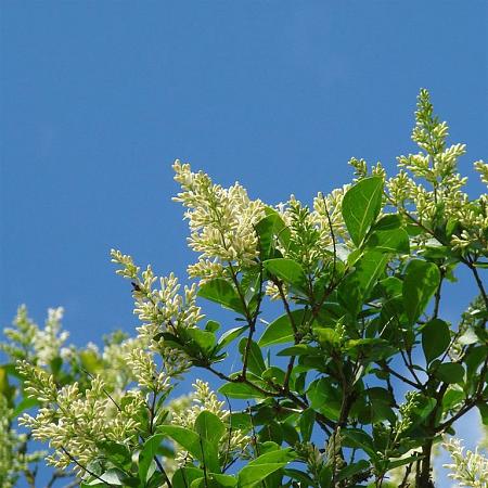 Ligustrum vulgare Pot 25 liter Stam 160 cm