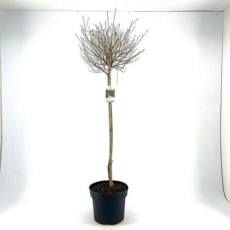 Ligustrum vulg. 'Lodense' Pot 10 liter Stam 80 cm