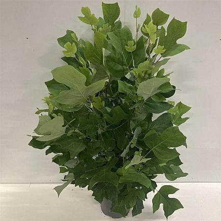 Liriodendron tulipifera Pot 12 liter 100 - 125 cm