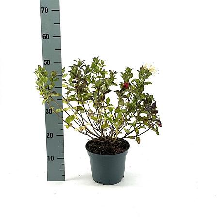 Lonicera 'Honey Baby' Pot 3 Liter 30 - 40 cm