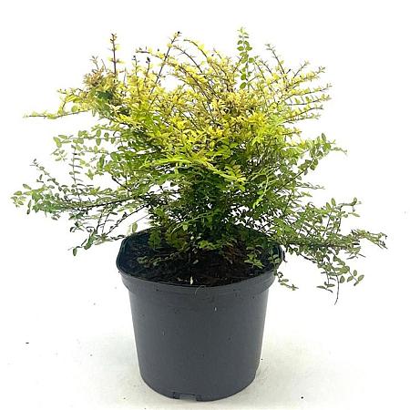 Lonicera nit. 'Baggesen's Gold' Pot 2 liter 25-30cm