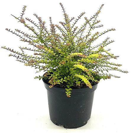 Lonicera nit. 'Twiggy' Pot 2 liter 25-30cm