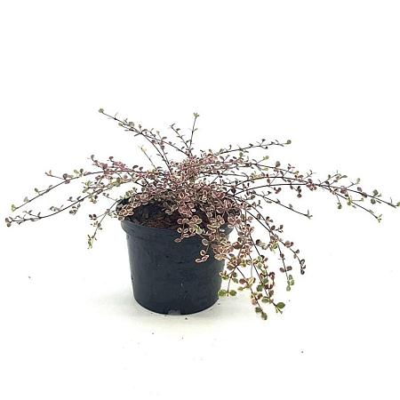 Lophomyrtus ralphii 'Little Star' Pot 2 Liter 20 - 30 cm