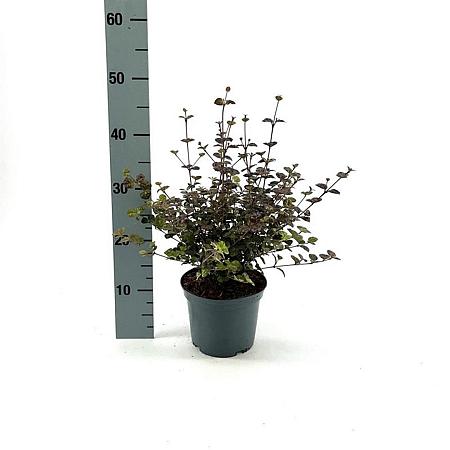 Lophomyrtus ralphii 'Purpurea' Pot 2 Liter 20 - 30 cm