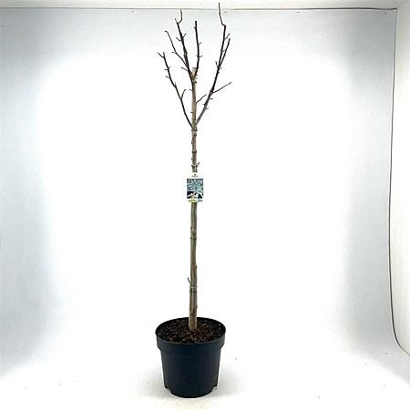Magnolia kobus Pot 10 liter Stam 80 cm