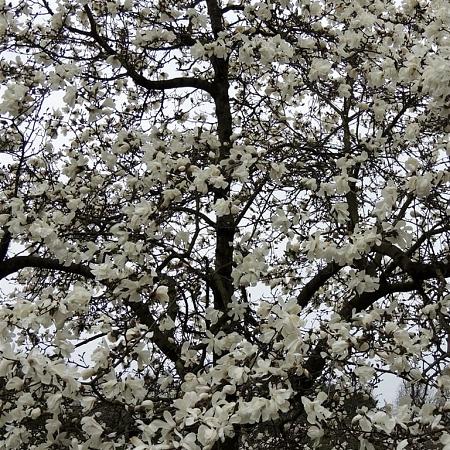Magnolia loebneri 'Merrill' Pot 180 liter 300 - 350 CM Meerstammig