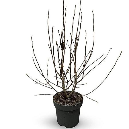 Magnolia stellata Pot 12 liter 80 - 100 cm