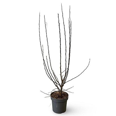 Malus 'Evereste' Pot 12 liter 125 - 150 cm