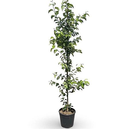 Malus 'Evereste' Pot 18 liter 200 - 250 cm