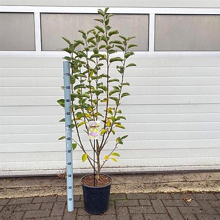 Malus 'Golden Hornet' Pot 10 liter 100 - 125 cm