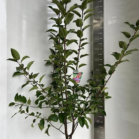 Malus 'Red Sentinel' Pot 10 liter 100 - 125 cm