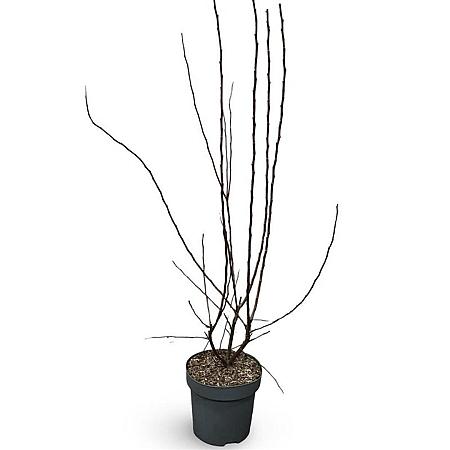 Malus toringo 'Scarlett' Pot 12 liter 125 - 150 cm