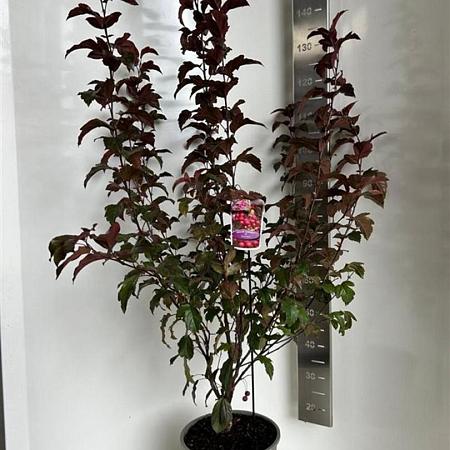 Malus 'Veitch's Scarlet' Pot 10 liter 100 - 125 cm