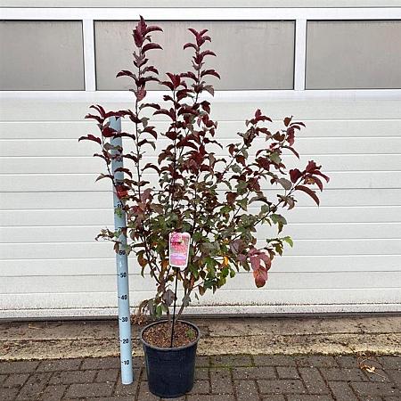 Malus 'Veitch's Scarlet' Pot 10 liter 100 - 125 cm