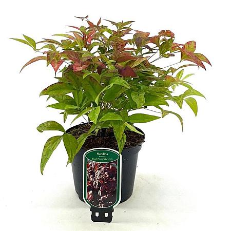 Nandina domestica Blush Pink Pot 2 liter 25-30cm