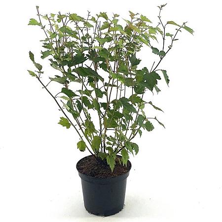 Neillia affinis Pot 3 Liter 50 - 60 cm