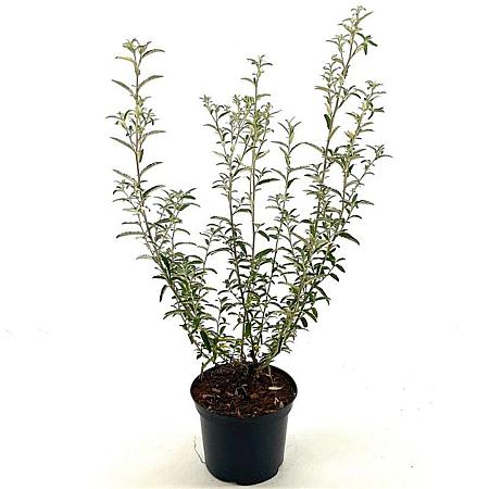 Olearia scilloniensis Pot 2 Liter30 - 40 cm