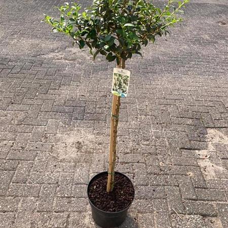 Osmanthus burkwoodii Pot 10 liter Stam 80 cm