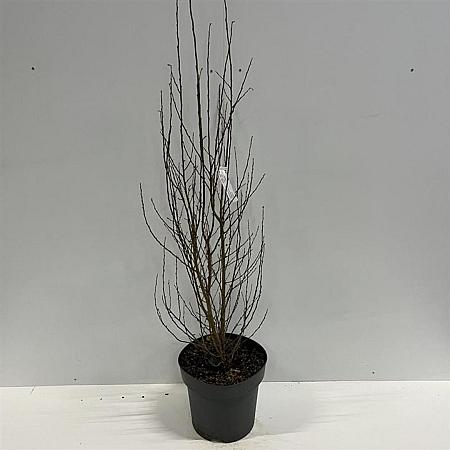 Parrotia persica Persian Spire Pot 12 liter 80 - 100 cm