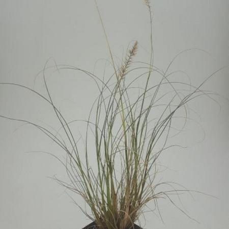 Pennisetum al. 'Hameln' Pot 9 cm